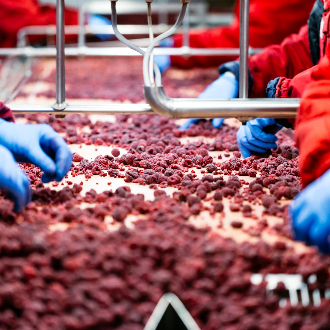 Extractores para Industrias Alimentarias: Mantén la Calidad del Producto